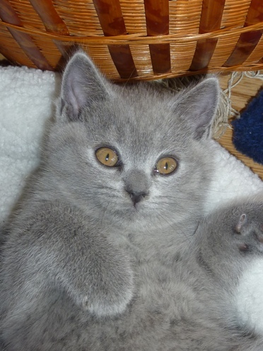 Chaton British Shorthair bleu