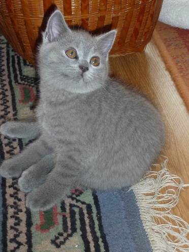 Chaton British Shorthair bleu