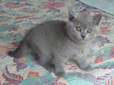 Chaton British Shorthair bleu