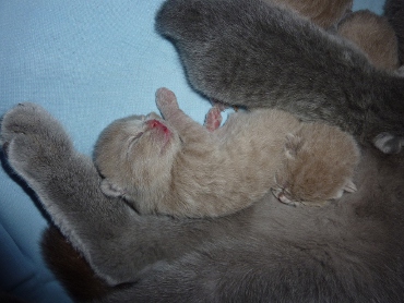 Chaton British Shorthair lilac