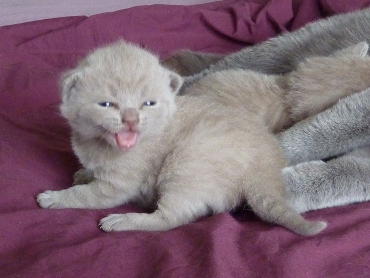 Chaton British Shorthair lilac