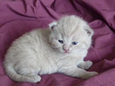 Chaton British Shorthair lilac