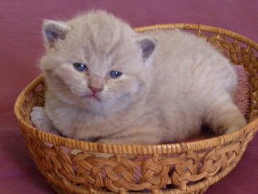 Chaton British Shorthair lilac