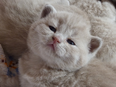 Chaton British Shorthair lilac