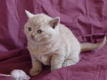 Chaton British Shorthair lilac