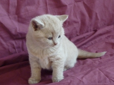 Chaton British Shorthair lilac