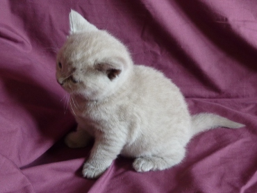 Chaton British Shorthair lilac