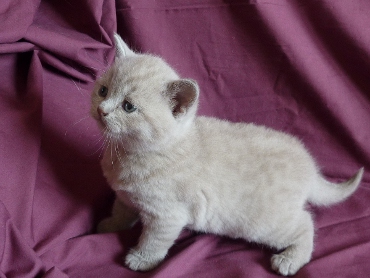 Chaton British Shorthair lilac