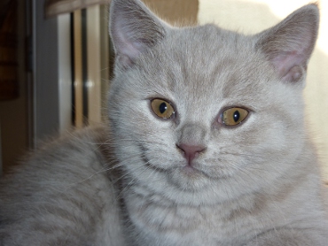 Chaton British Shorthair lilac