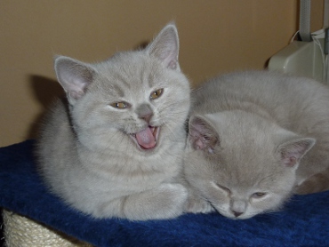 Chaton British Shorthair lilac