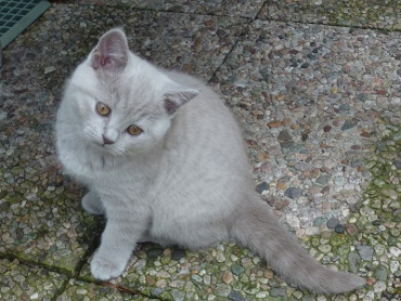 Chaton British Shorthair lilac