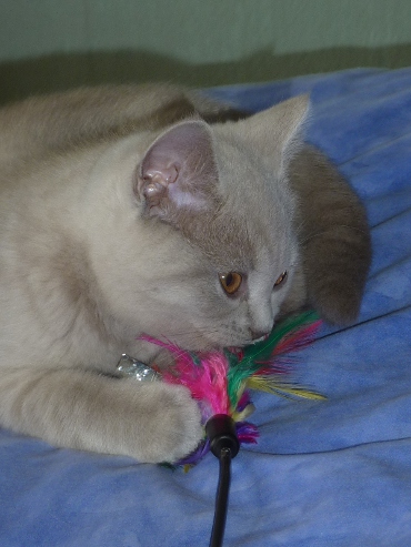 Chaton British Shorthair lilac