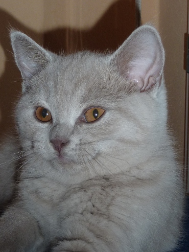 Chaton British Shorthair lilac