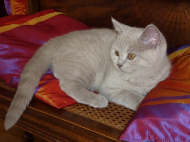 Chaton British Shorthair lilac