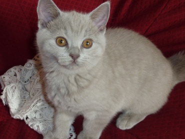 Chaton British Shorthair lilac