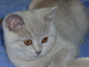 Chaton British Shorthair lilac