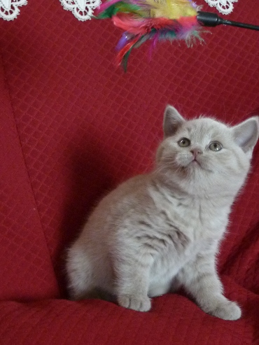 Chaton British Shorthair lilac