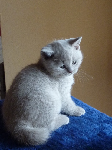 Chaton British Shorthair lilac