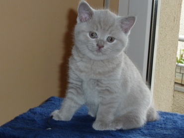 Chaton British Shorthair lilac