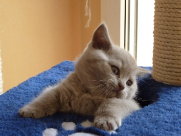 Chaton British Shorthair lilac