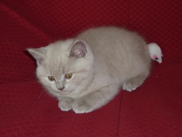 Chaton British Shorthair lilac